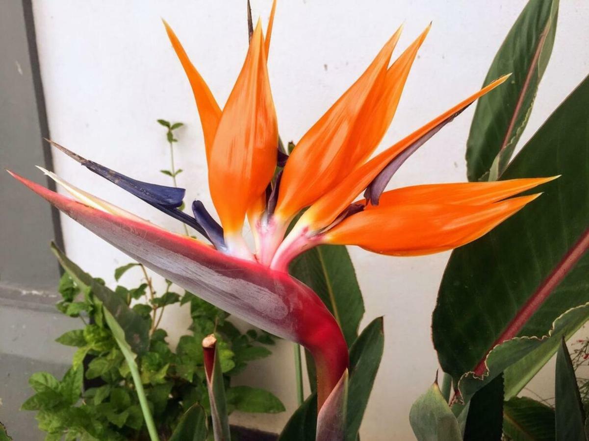 Nopoló Casa Corazon Fn 164ヴィラ エクステリア 写真